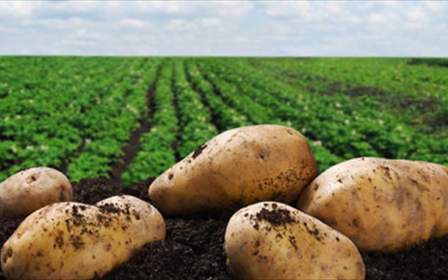 οικονομική ενίσχυση για τη καλλιέργεια πατάτας